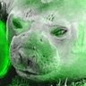 greeneil (Alpha - #1 Whispangle fanatic) profil fotoğrafı