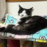 のりんこ🐱's profile picture