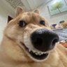 たしまぎ's profile picture