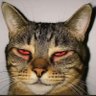 Фото профиля meme crypto