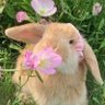 Фото профиля jasper🐰 (shedtwt)