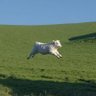 makkhi's profile picture