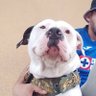 Indómito's profile picture
