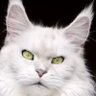 Profilbild von 看妳