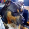 Фото профиля El Bully Parlante