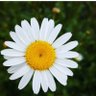 Фото профиля Daisy 'D' flower🌼