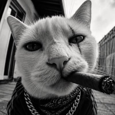Im_Vexi's profile picture