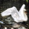 ~𑣲🦢𑣲~Sweet tooth 𑣿 🪽 的头像