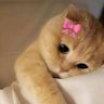 Raseel | رسيل's profile picture
