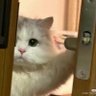 シュガーちゃん🍀's profile picture