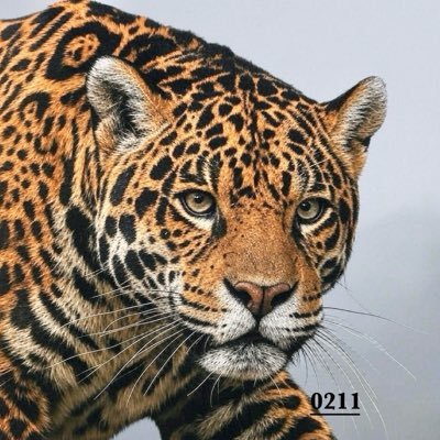 0211jaguar's profile picture