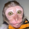 Profilbild von Nick Gurr