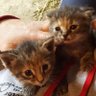 2 Grumpy kats 🇺🇸💙♻️⚖️🗽 profil fotoğrafı