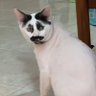 𝙥𝙪𝙨𝙢𝙚𝙤𝙣𝙜 😼's profile picture