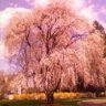 Willow 的头像