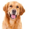 Фото профиля Dogesh