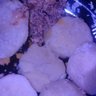 Hermandhikroh's profile picture