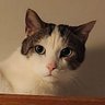 Mr. Cooper 🐱♥️🐶's profile picture