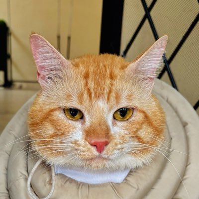 kimchiloq's profile picture