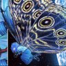 Profilbild von John Schmetterling