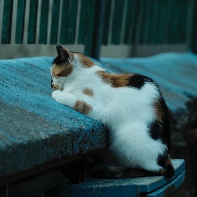 JannahPassenger's profile picture