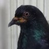 Profilbild von Pombo do Calçadão de Osasco