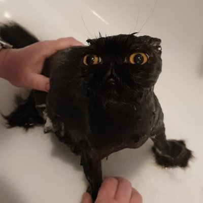 BoxyTheDogbox's profile picture