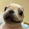 Diddle my Pibble profil fotoğrafı