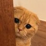 $SHYCAT | The Cat Is Shy 的头像