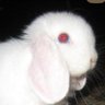 Profilbild von zailes