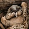 pango profil fotoğrafı