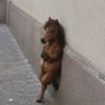 leonardo's profile picture