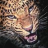 leopard of edtwt's profile picture