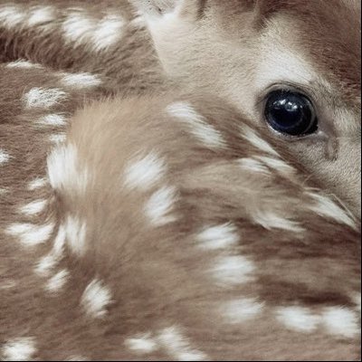 KhaosTdlr's profile picture