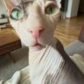 Profilbild von chocolate