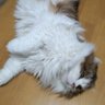 ねこ伍長 profil fotoğrafı