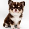 ぽっぽ　HSPシンガー's profile picture
