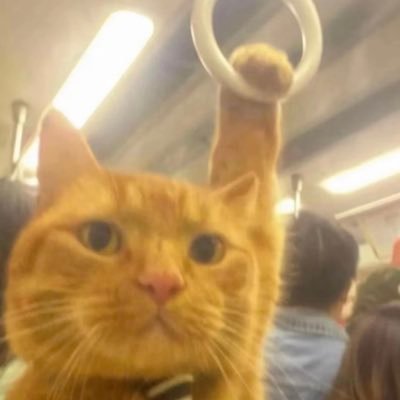Areola Grande 🇵🇸's profile picture
