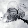 whitedeath's profile picture