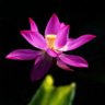 Фото профиля Lucasta