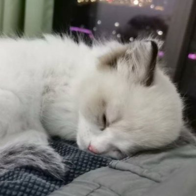 gekkal109335418's profile picture