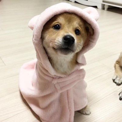 sweetiepiepup's profile picture