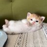 あるまげどん 的头像