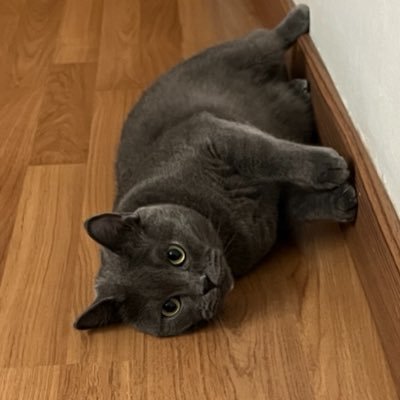 guttapercha88's profile picture