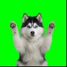 hero husky's profile picture