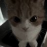 Profilbild von meaw