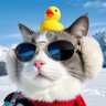 ChrisBob's profile picture