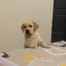 @TheHonestPup's profile picture