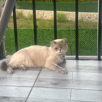 cattingwoman's profile picture
