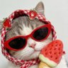 Mercury_k💚🌴🦊🍅 的头像